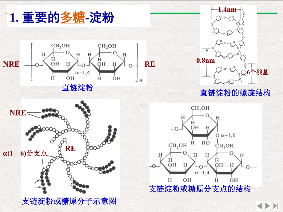 生化实验淀粉酶活性的测定课件PPT.pptx_第1页