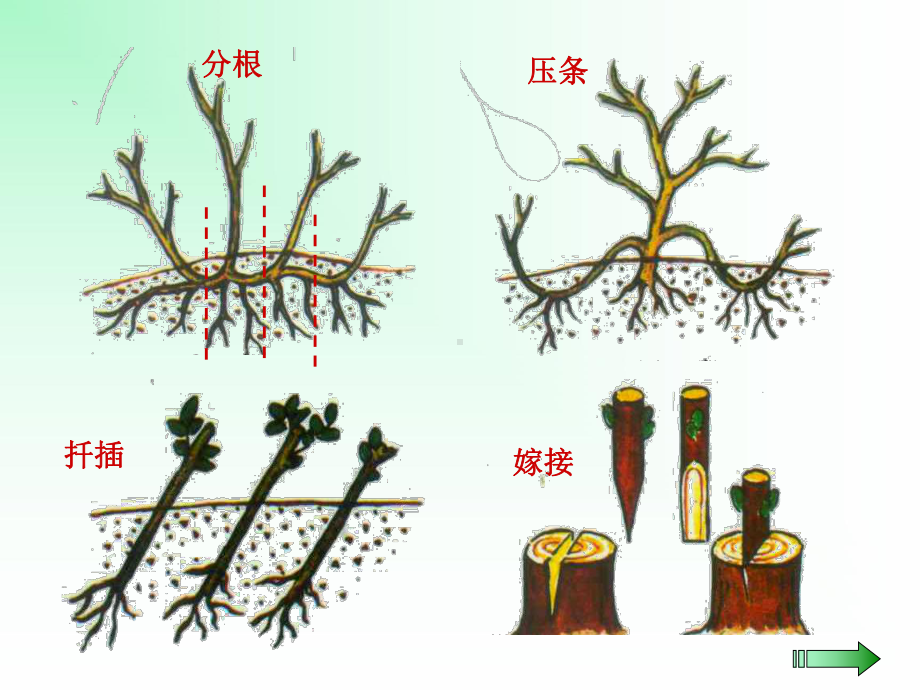 植物生殖方式的多样性课件1.ppt_第3页