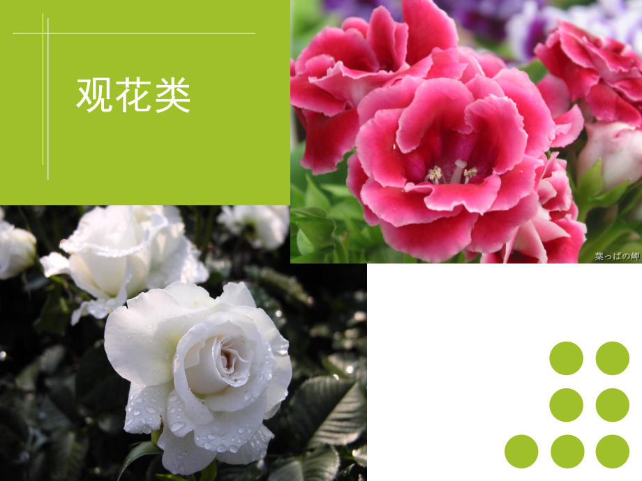 第一章插花花材的选择与加工-课件.ppt_第3页