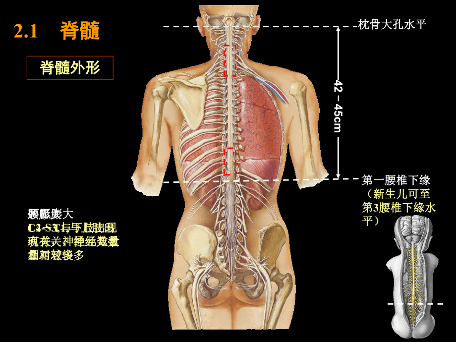 第二章-中枢神经系统课件.ppt_第3页