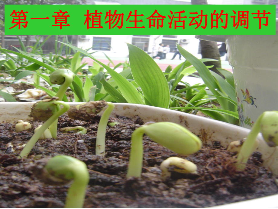 第一章-植物激素39课件.ppt_第3页