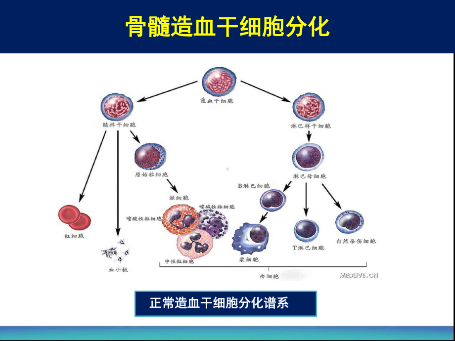 注射用地西他滨在MDS治疗中的应用PPT课件.ppt_第3页