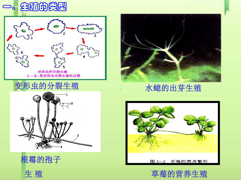 生物的生殖PPT课件-人教版.ppt_第3页