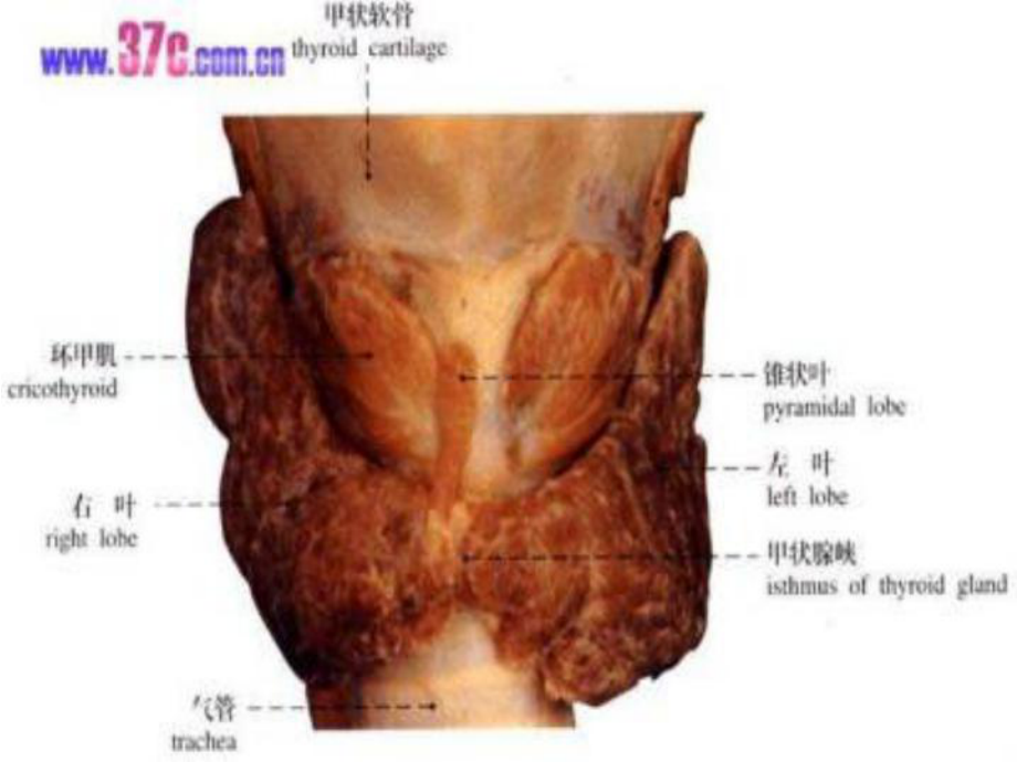 第十五章颈部疾病病人的护理课件.ppt_第3页