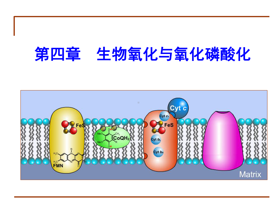 第4章+生物氧化课件.ppt_第1页