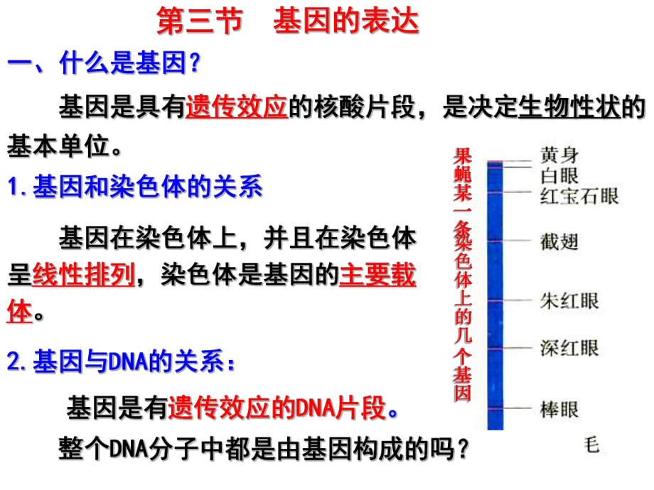 浙科版遗传信息的表达一轮复习课件.ppt_第2页