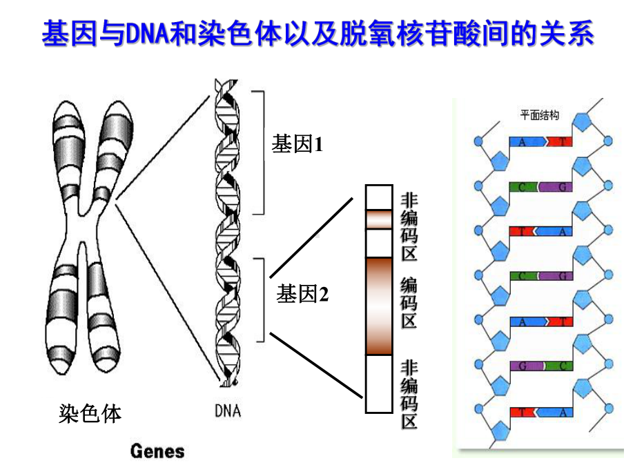 浙科版遗传信息的表达一轮复习课件.ppt_第3页