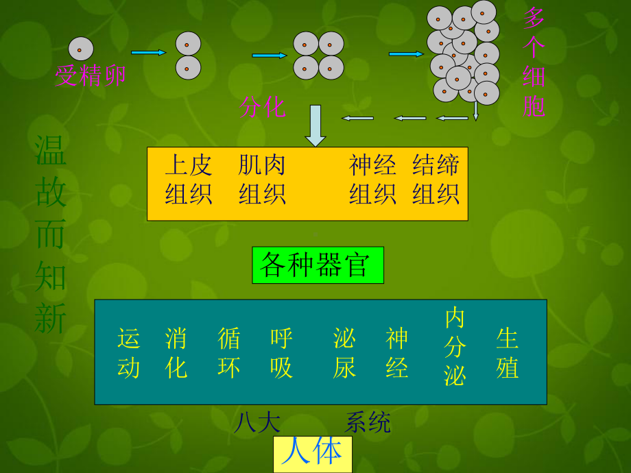 植物体的结构层次(新人教版)全面版课件.ppt_第3页