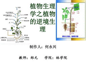 植物生理之逆境生理讲解课件.ppt