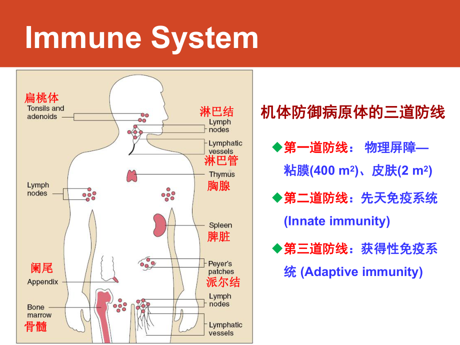 第16章-免疫分子机制-分子生物学课程课件.pptx_第3页