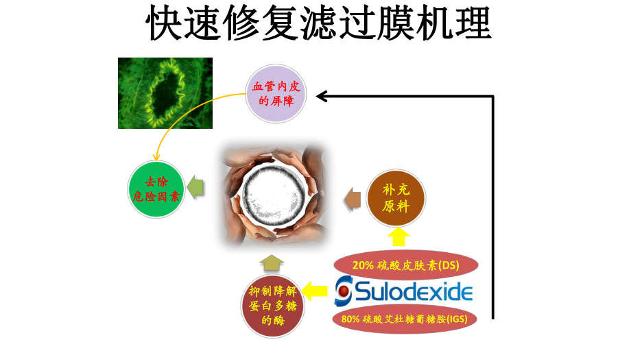 特异性修复滤过膜+快速降低尿蛋白(降蛋白+解除高凝状态)课件.pptx_第3页