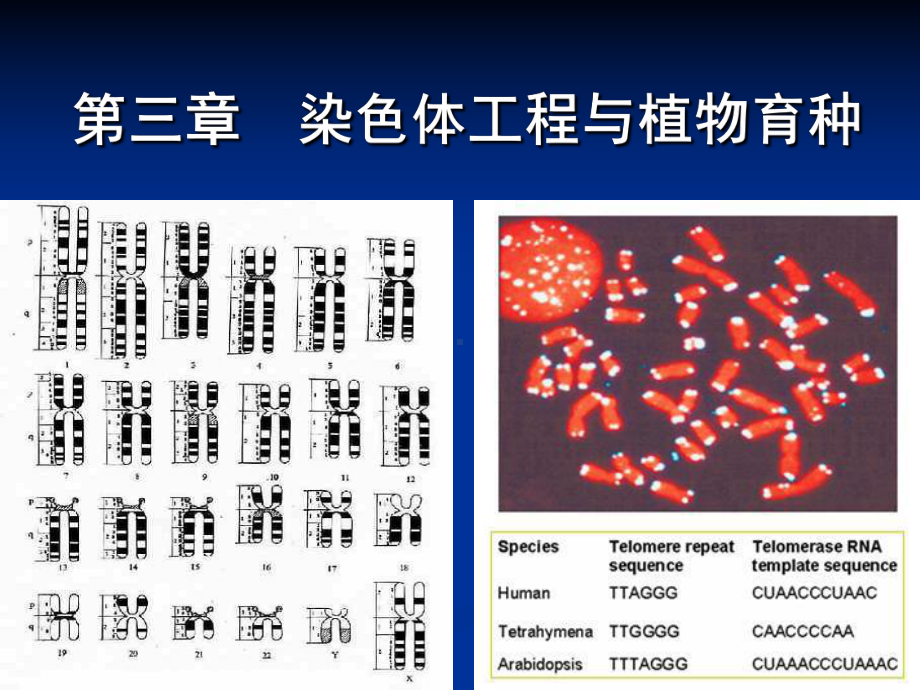 染色体工程与植物育种课件.ppt_第1页