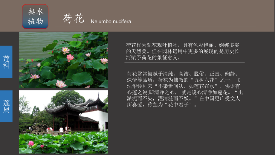 水生植物分类课件.ppt_第3页