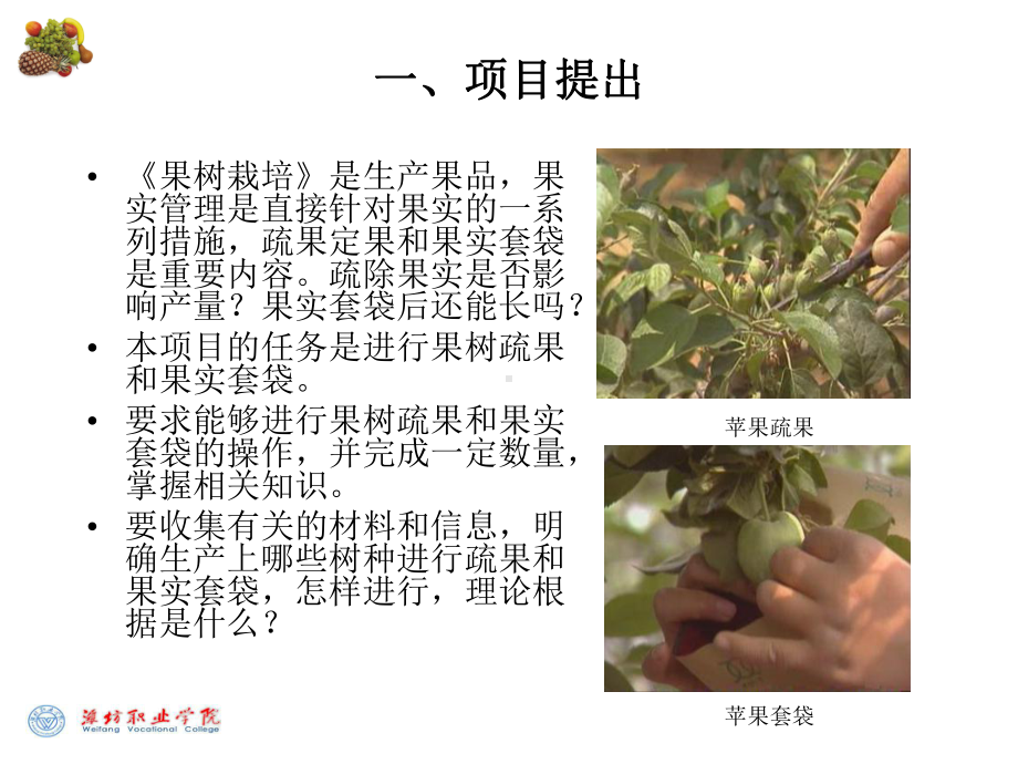 果树疏果和果实套袋课件.ppt_第2页