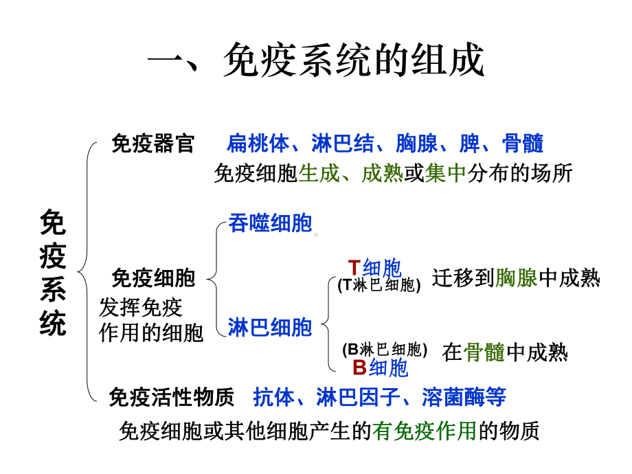 第三章免疫系统与免疫功能课件.ppt_第3页