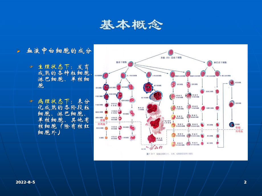 白细胞减少与粒细胞缺乏课件.ppt_第2页