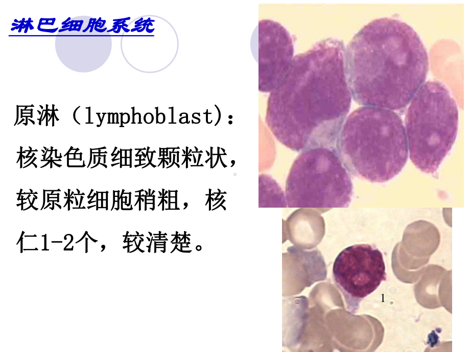 正常骨髓细胞形态学检查课件.ppt_第2页