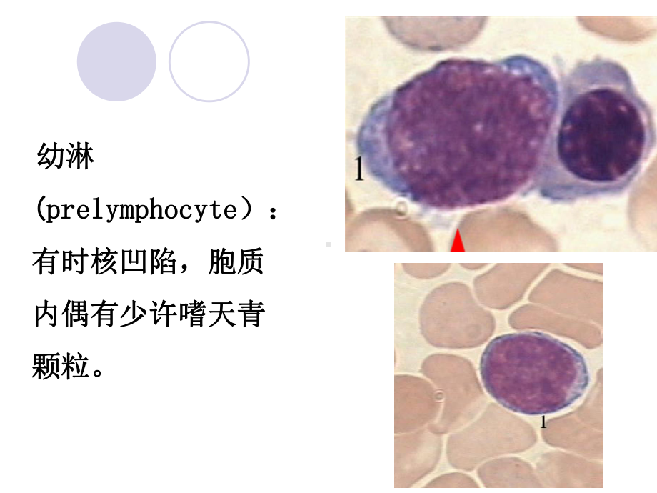 正常骨髓细胞形态学检查课件.ppt_第3页