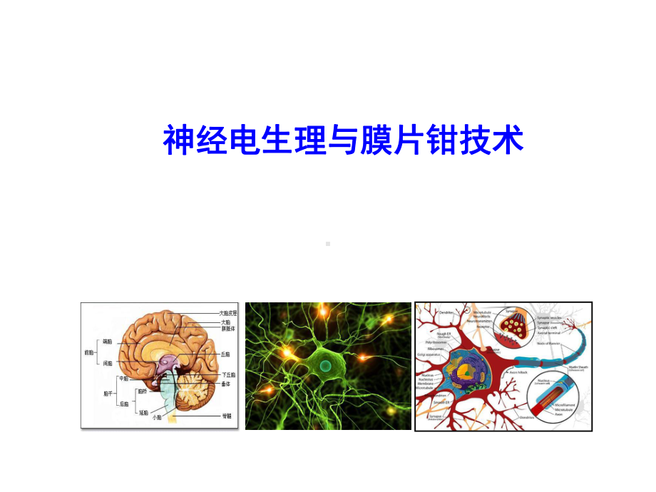 神经电生理课件.ppt_第1页