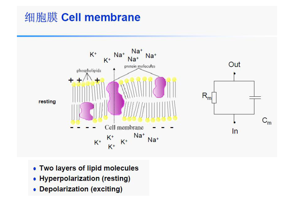 神经电生理课件.ppt_第3页