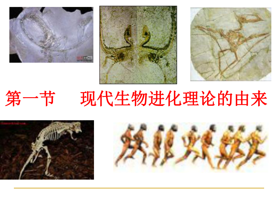 现代生物进化理论ppt14-优秀课件.ppt_第2页