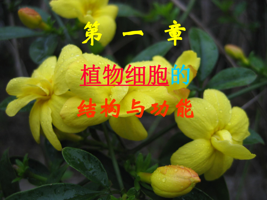 植物细胞的结构与功能课件.ppt_第1页