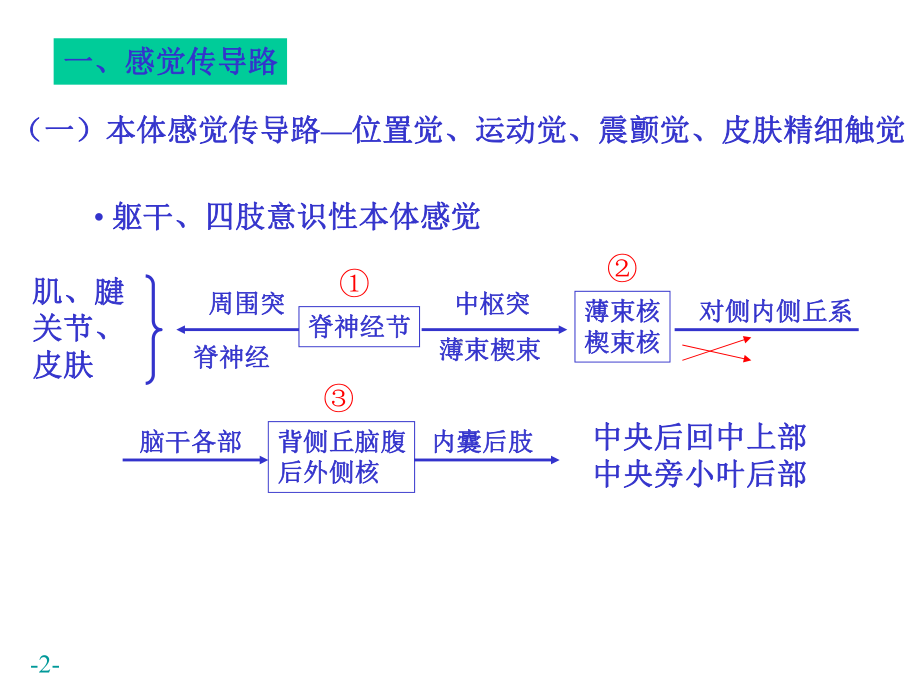 神经系统解剖学-课件.ppt_第2页