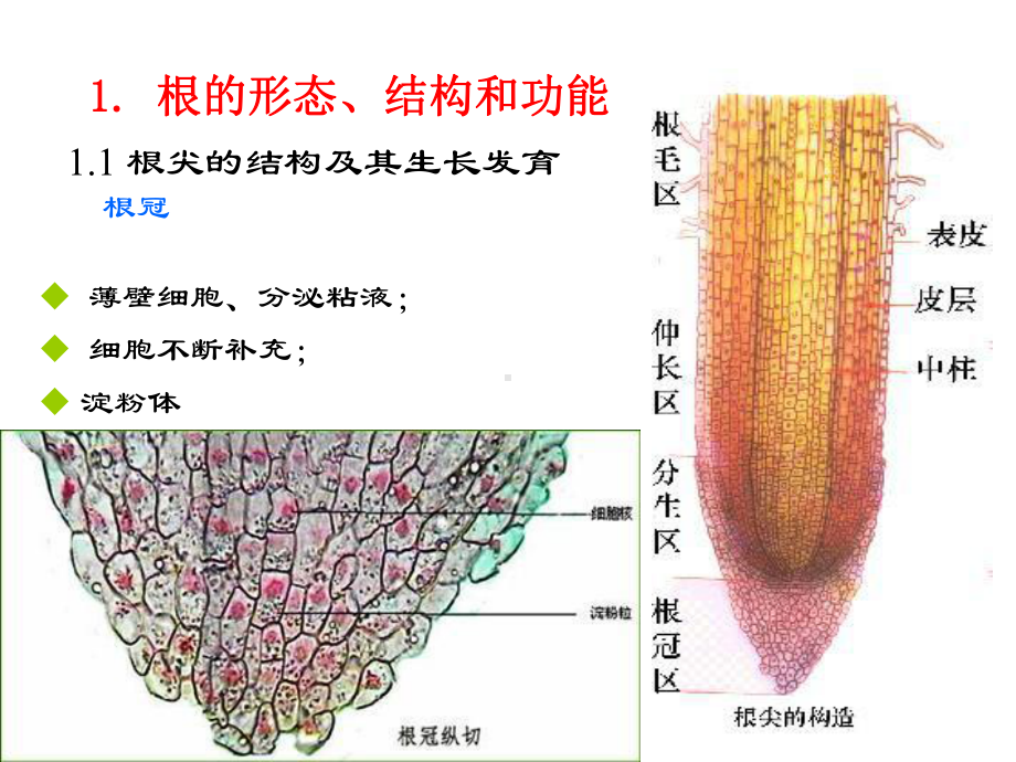 第三章被子植物营养器官0课件1.ppt_第3页