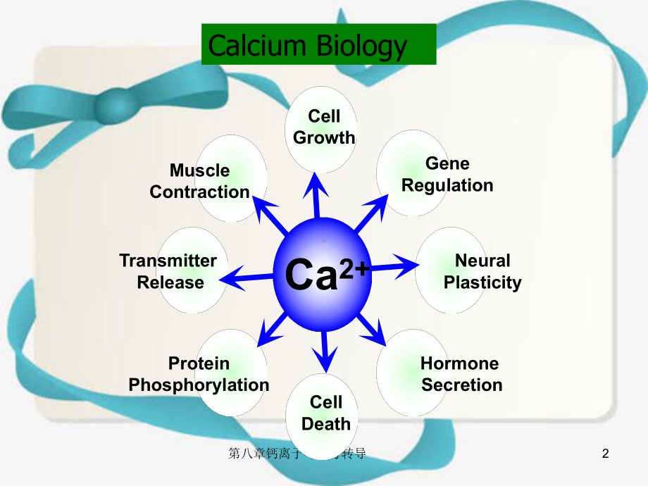 第八章钙离子与信号转导课件.ppt_第2页