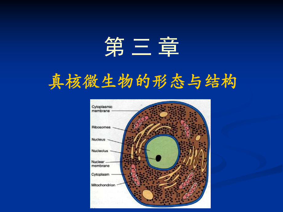 真核微生物的形态与结构(精美课件).ppt_第1页