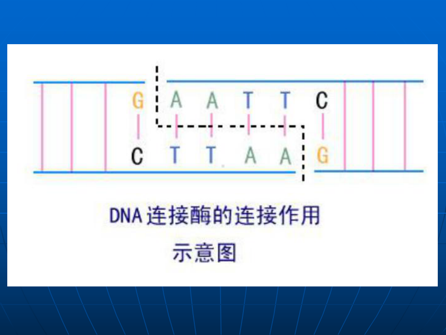 第二章植物基因克隆的工具酶课件2.ppt_第3页