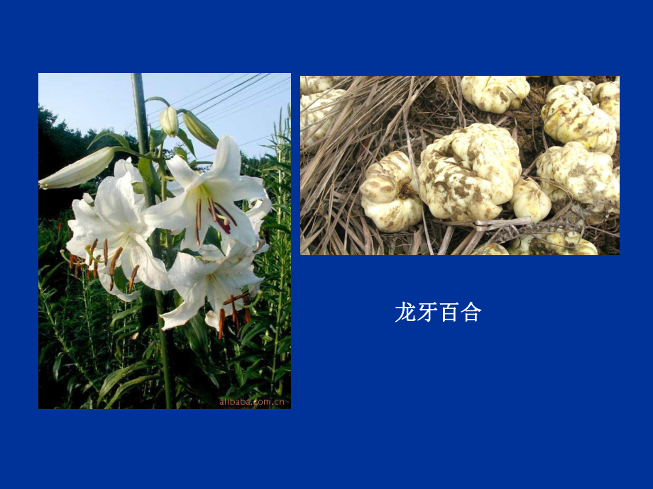 百合栽培-PPT课件.ppt_第3页