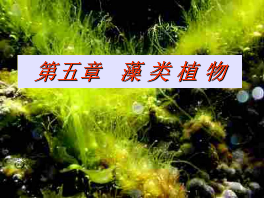 植物系统分类第5章藻类植物课件.ppt_第1页