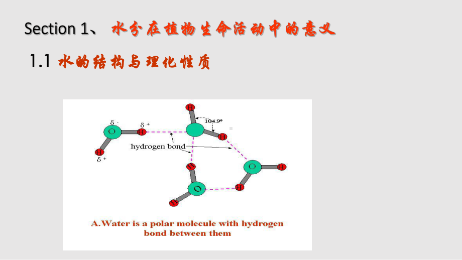 水分生理讲解课件.ppt_第2页