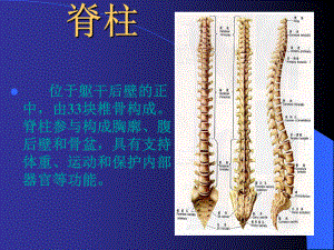 椎间盘是椎体之间的连接部分课件.ppt