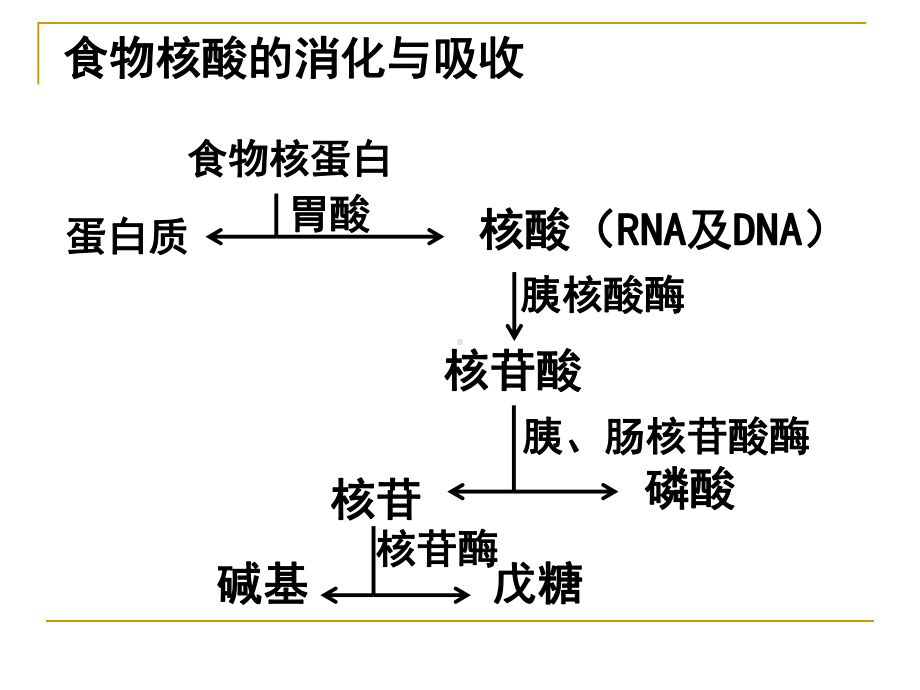 生物化学核苷酸代谢PPT课件.ppt_第3页