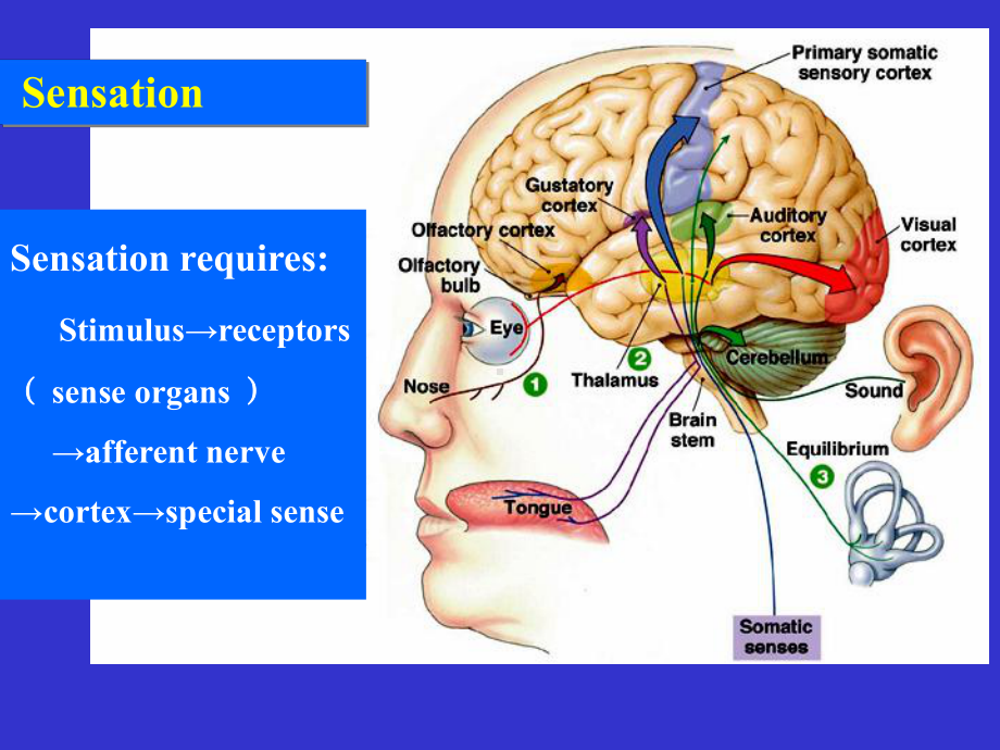 第9章-感觉器官的功能-生理学课件.ppt_第2页