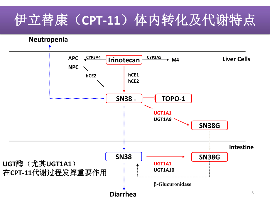 消化系统肿瘤uGT1A1628分型与伊立替康毒性的相关性课件.ppt_第3页