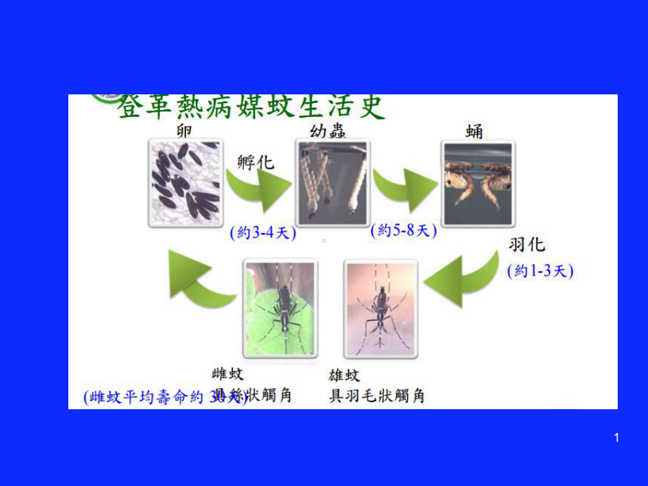 登革热病媒蚊孳生源介绍与处理课件.pptx_第1页