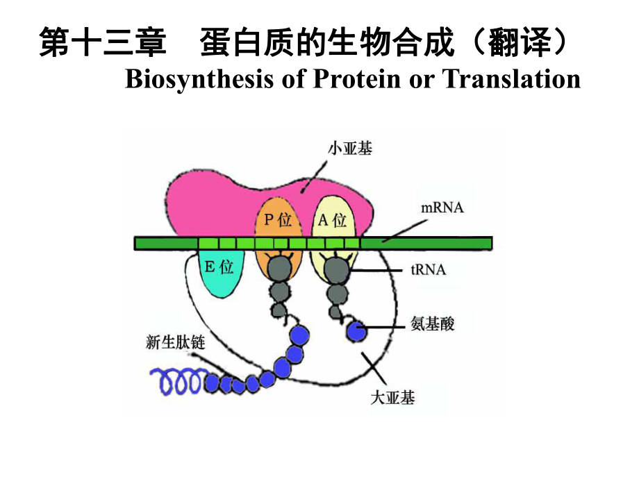 生物化学-蛋白质的生物合成课件.ppt_第1页