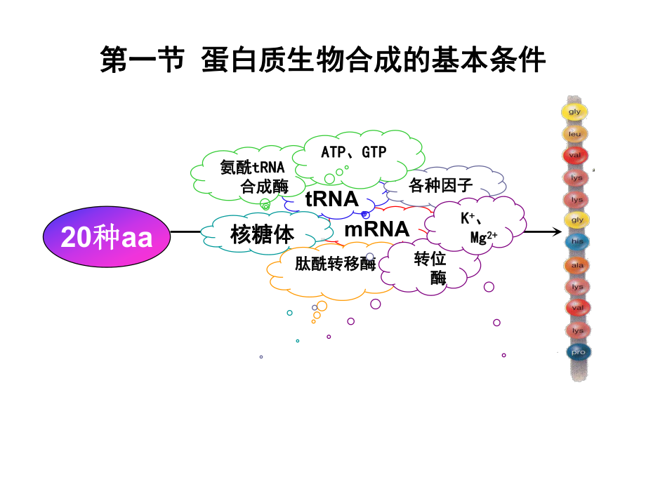 生物化学-蛋白质的生物合成课件.ppt_第3页