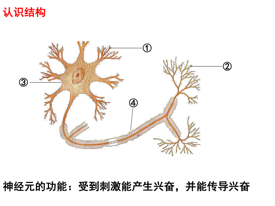 测量该细胞的静息电位和动作电位-课件.ppt_第2页