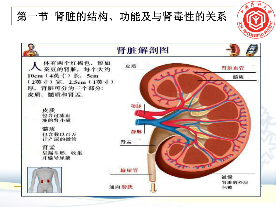 流经肾小球的血浆约有1／3被滤过课件.ppt_第3页