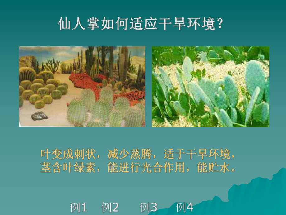 生物对环境的适应和影响课件.ppt_第2页