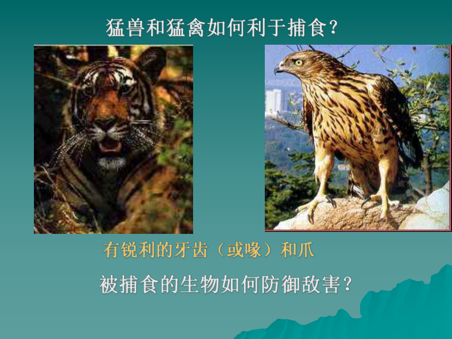 生物对环境的适应和影响课件.ppt_第3页