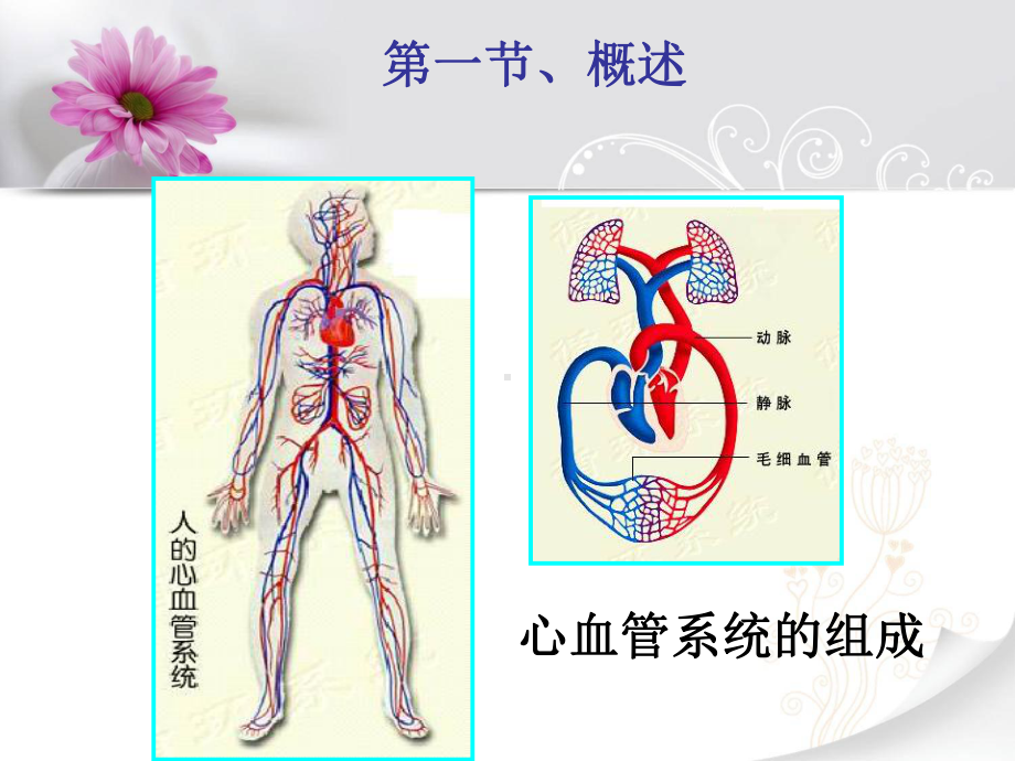 第五章药物对心血管系统的毒性作用课件.ppt_第2页