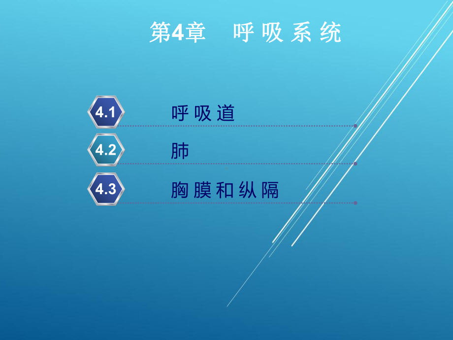 正常人体结构第4章课件.ppt_第2页