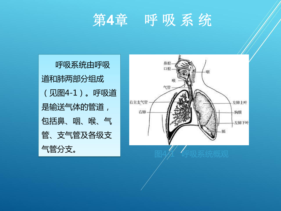 正常人体结构第4章课件.ppt_第3页