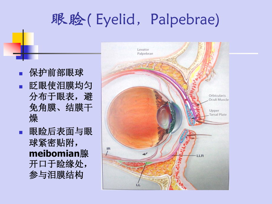 眼科学：睑板泪器眼表结膜课件.ppt_第3页