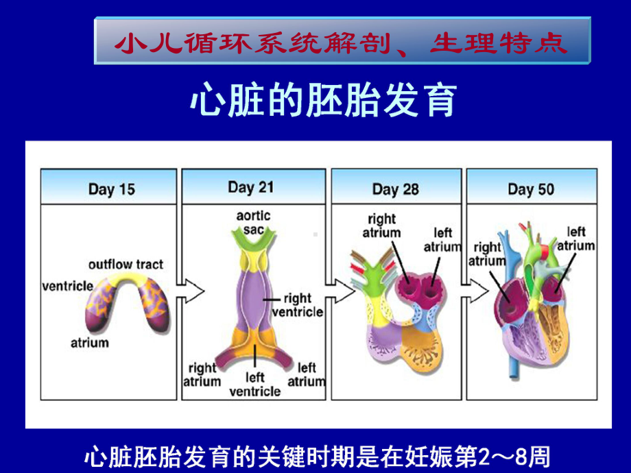 第十章-循环系统疾病患儿的护理课件.ppt_第3页